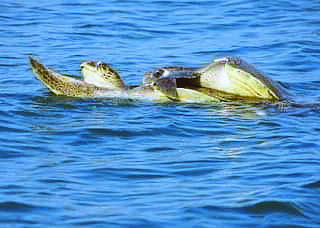 ZSI resumes tagging of Olive Ridley Turtles to study their migration path ZSI resumes tagging of Olive Ridley Turtles to study their migration path