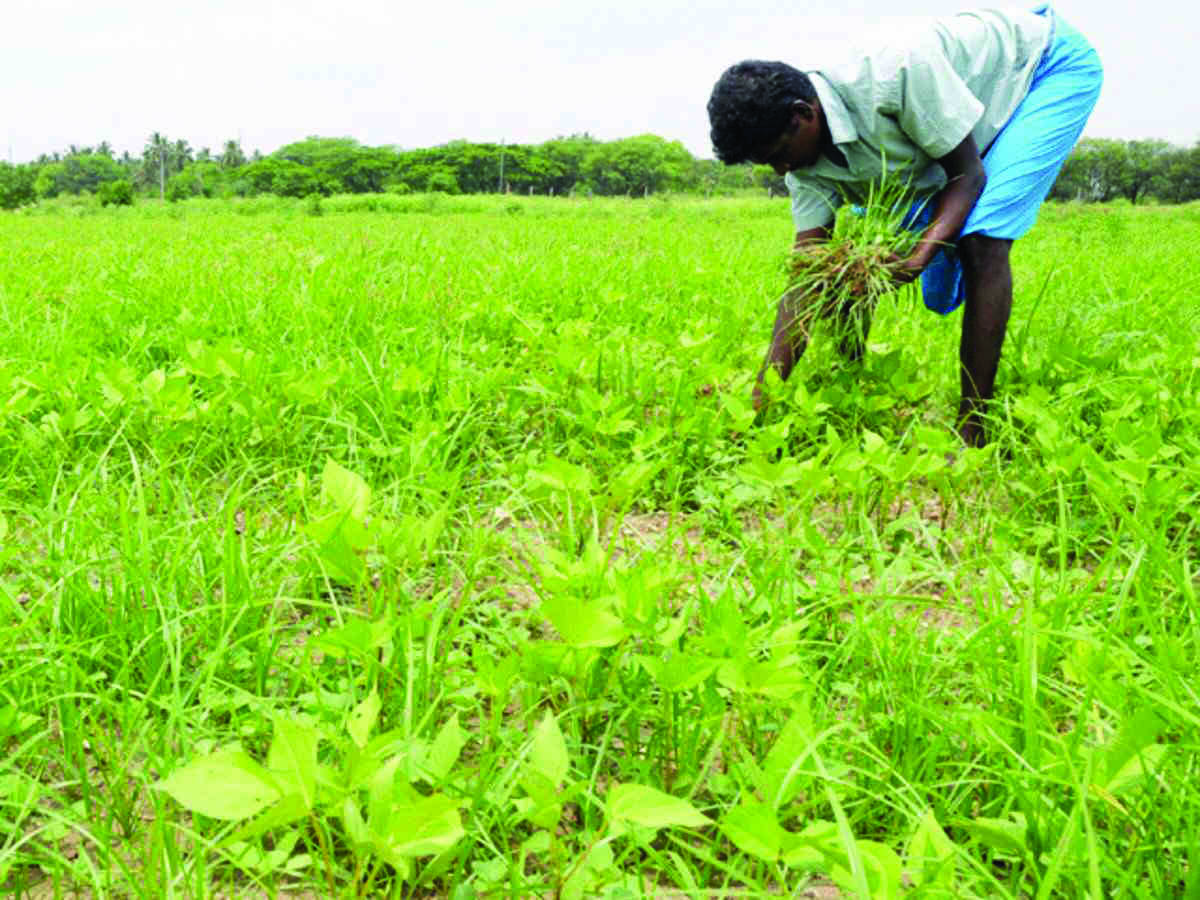 Rains: Farmers told to take steps to drain out water quickly from lands Rains: Farmers told to take steps to drain out water quickly from lands