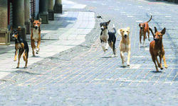 SDMC to construct 1st crematorium for small animals in Dwarka SDMC to construct 1st crematorium for small animals in Dwarka