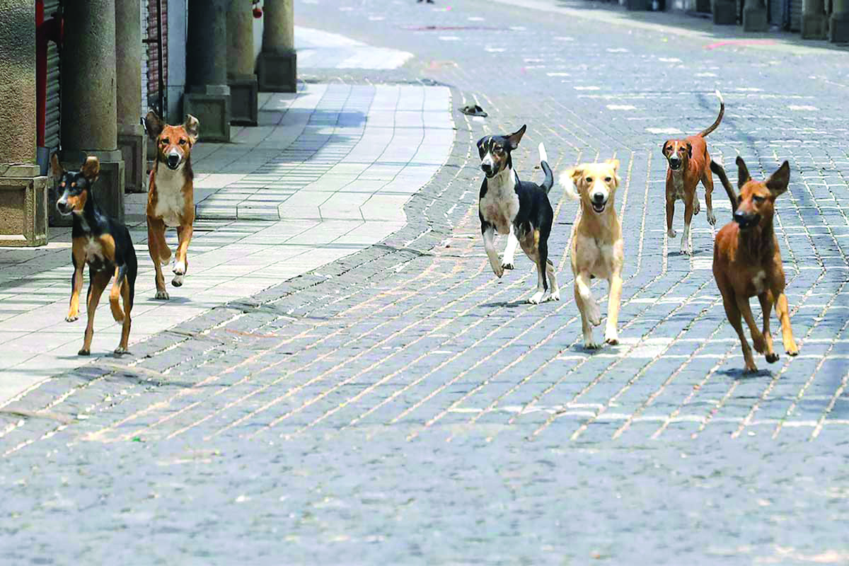 SDMC to construct 1st crematorium for small animals in Dwarka