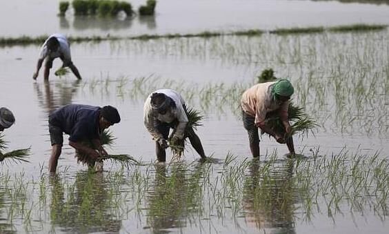West Bengal govt assesses crop damage due to unseasonal rain