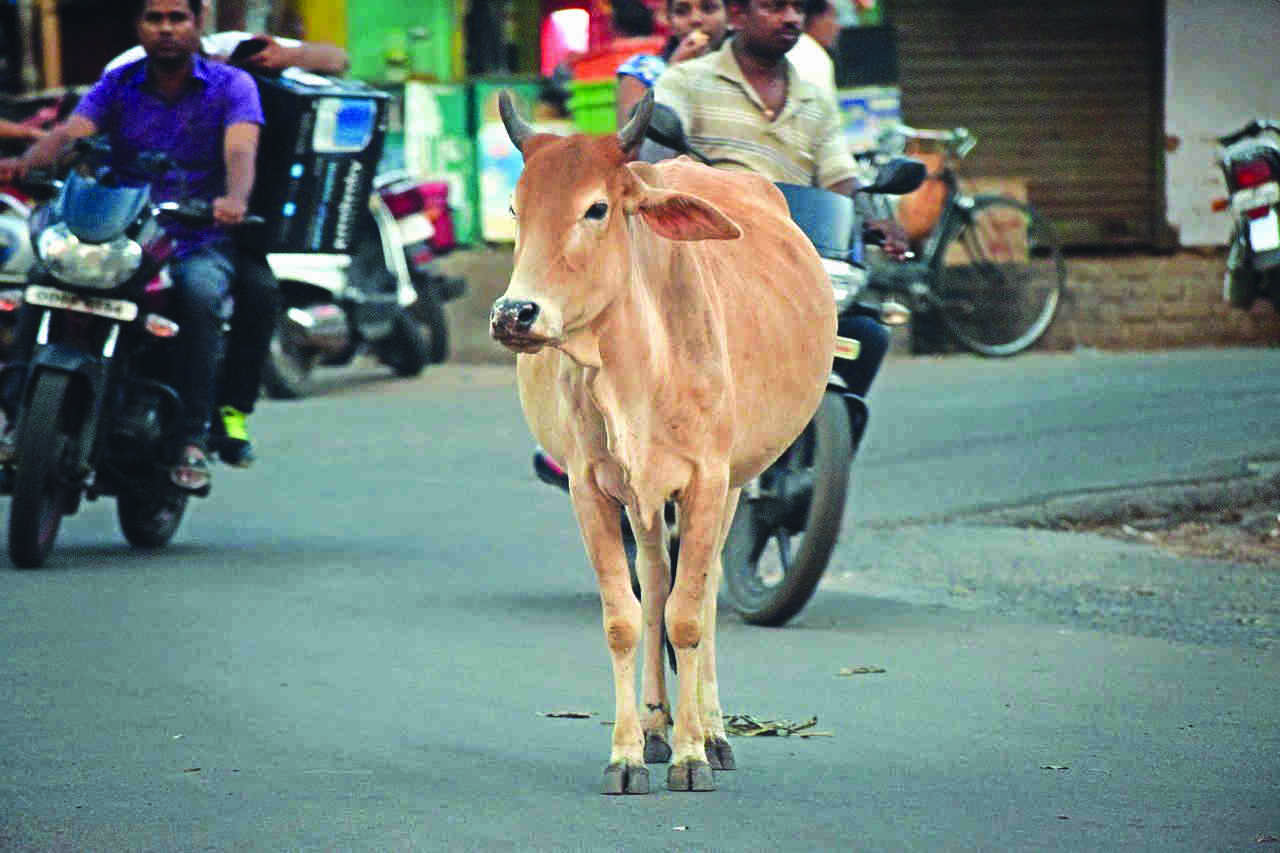 Chief Justice says bovines blocked his way while entering Guj HC Chief Justice says bovines blocked his way while entering Guj HC
