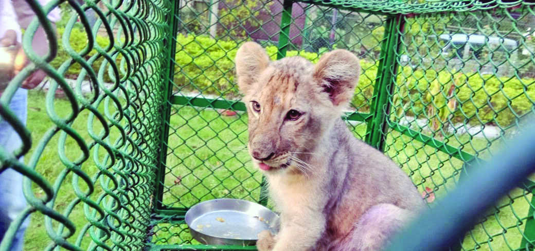 Definition of hybrid needed in Wildlife Protection Act