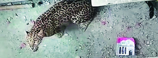 Leopard strays into Cooch Behar town, captured after 5 hrs of toil Leopard strays into Cooch Behar town, captured after 5 hrs of toil