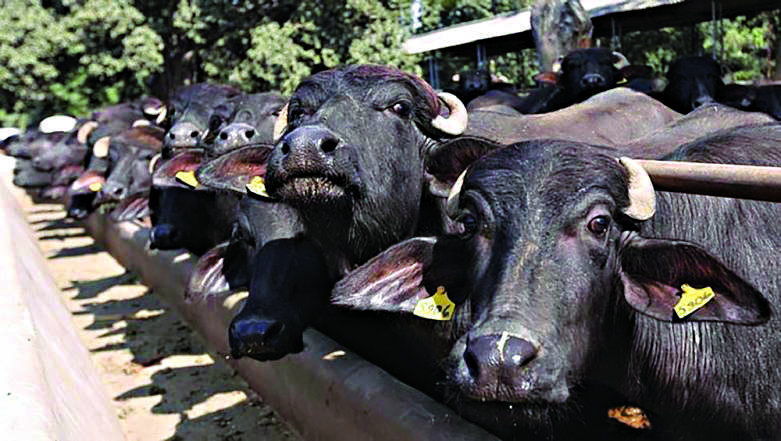 Centres reply sought on plea to ban slaughter of old bulls & buffaloes