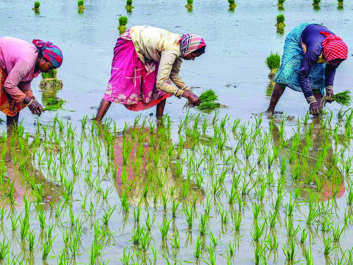 State plans to promote iron-rich variety of Purulias Kalamkaati rice, says min