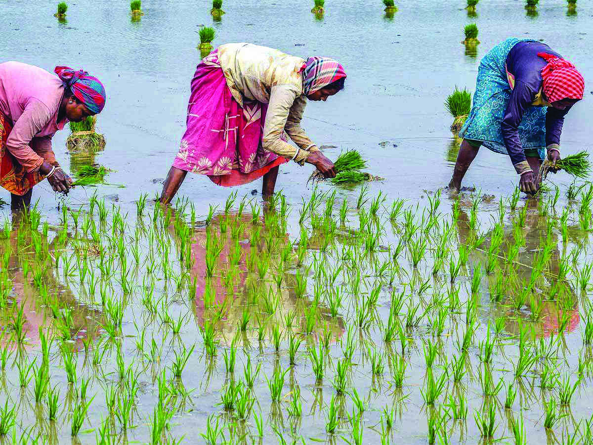State plans to promote iron-rich variety of Purulias Kalamkaati rice, says min State plans to promote iron-rich variety of Purulias Kalamkaati rice, says min