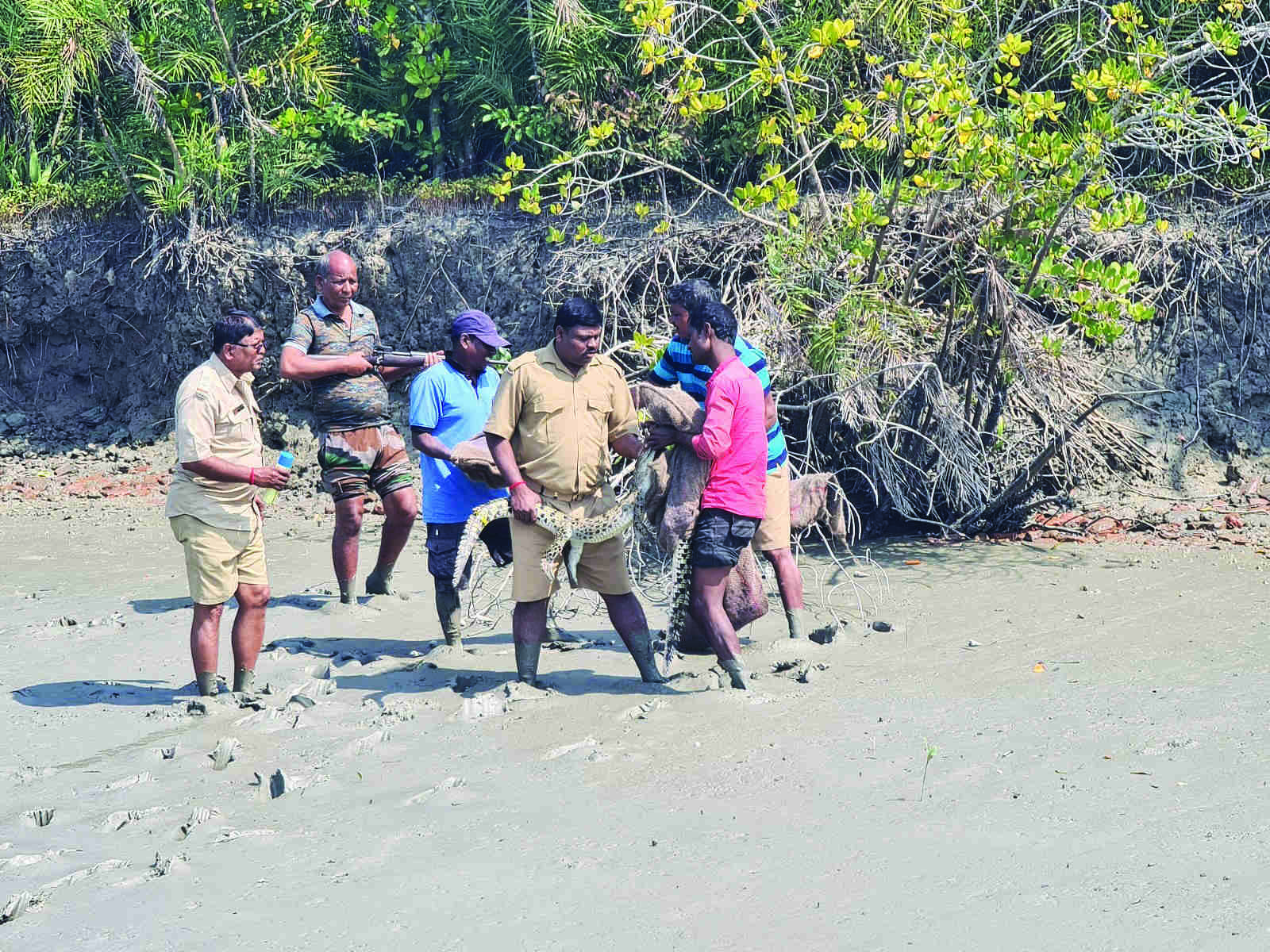 35 crocodiles, including four albinos, released in river at Sunderbans