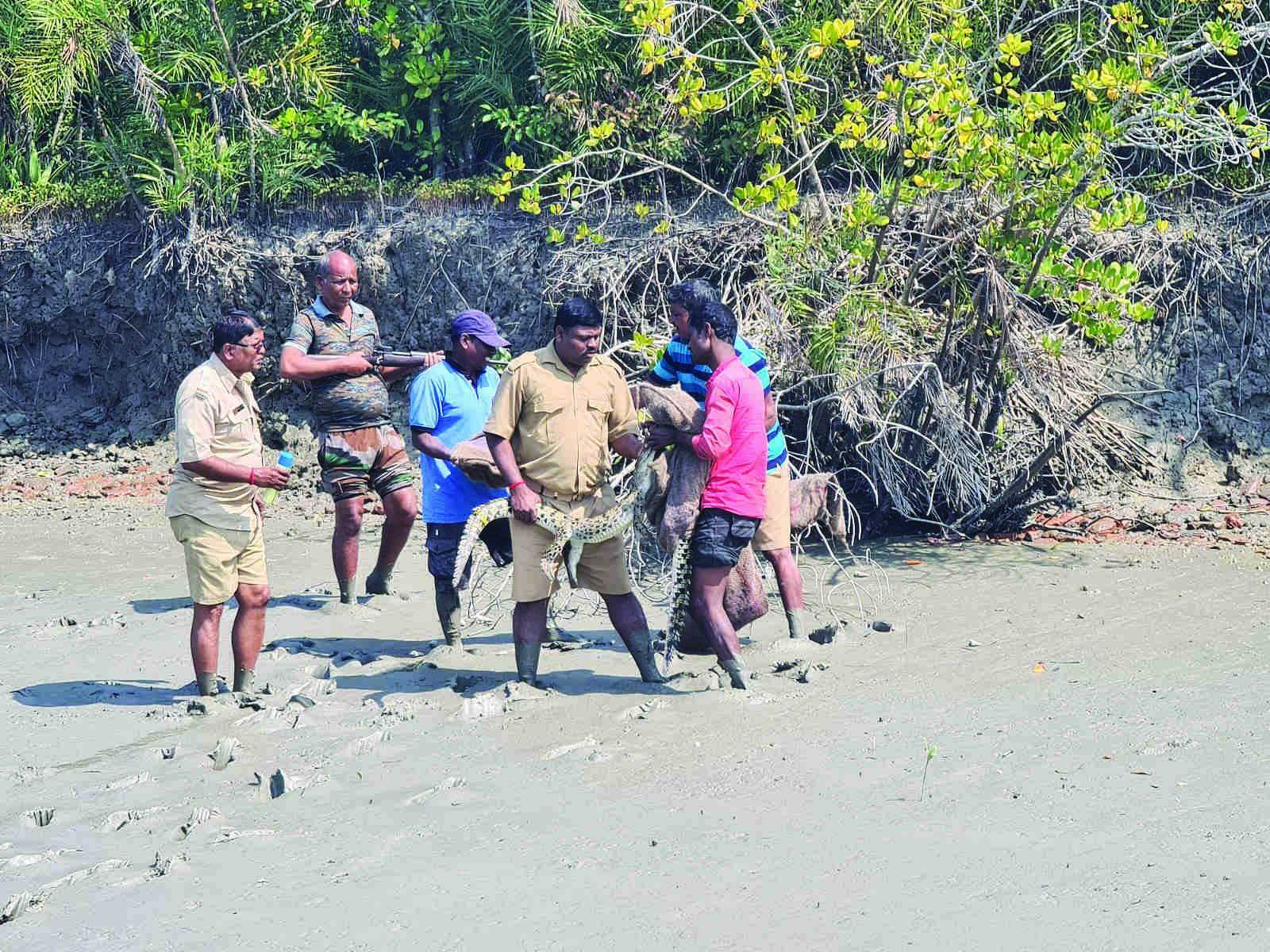35 crocodiles, including four albinos, released in river at Sunderbans 35 crocodiles, including four albinos, released in river at Sunderbans