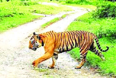 Tigress strays into village, tranquilised in few hours Tigress strays into village, tranquilised in few hours