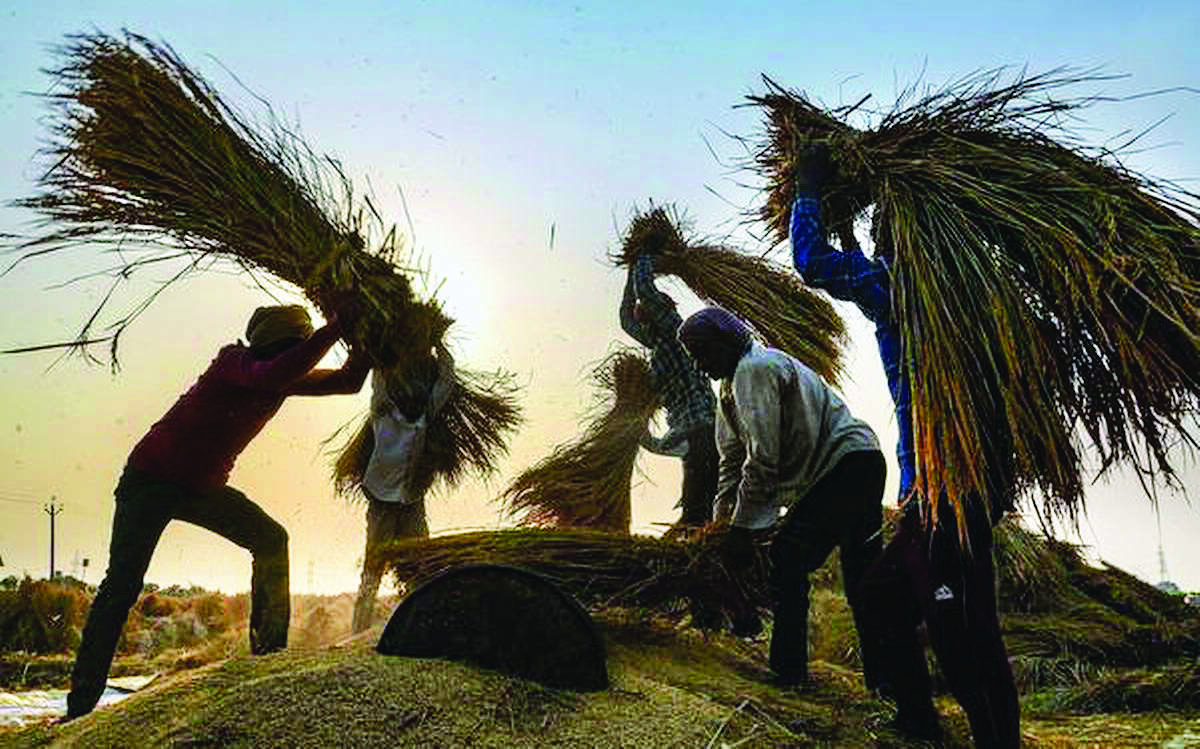 Govt procures around 695.67 lakh tonne paddy so far Govt procures around 695.67 lakh tonne paddy so far