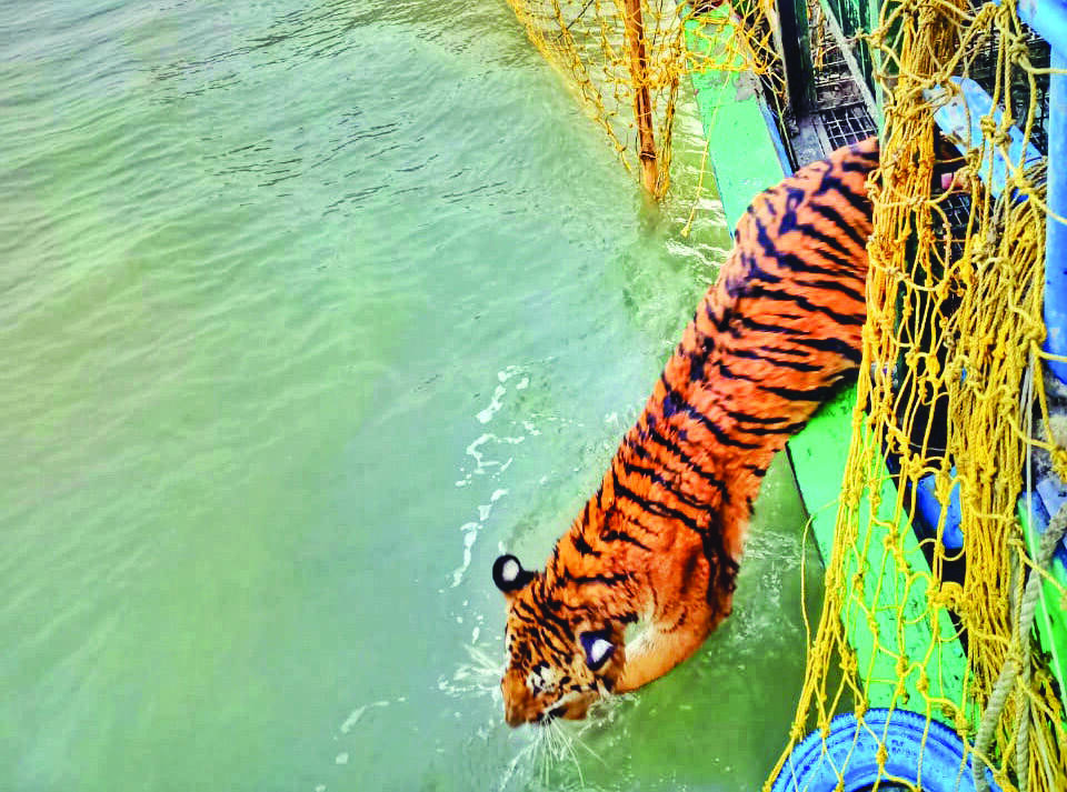Tiger trapped from South 24-Pgns village released at Chamta Tiger trapped from South 24-Pgns village released at Chamta