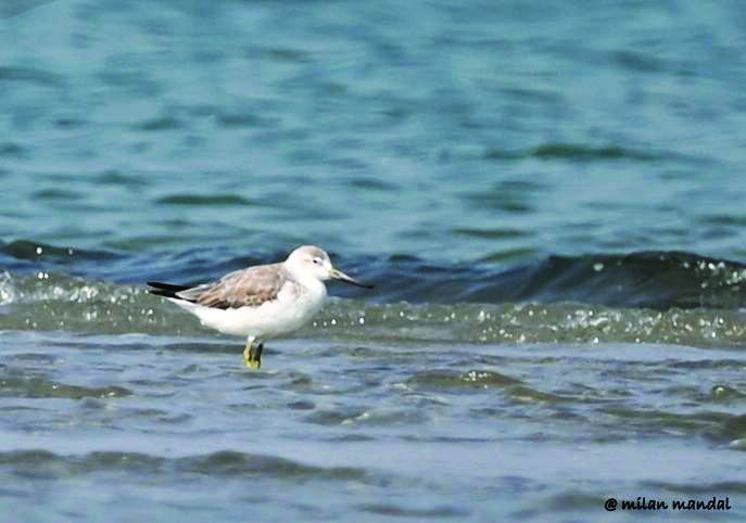 Nordmanns Greenshank bird clicked in Sunderbans