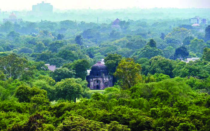 Forest department plans soil testing, internal audit Forest department plans soil testing, internal audit