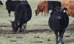 Tackling methane menace Tackling methane menace