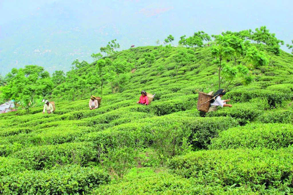 Chaa Sundari scheme: Over 3K houses being made in 5 tea gardens Chaa Sundari scheme: Over 3K houses being made in 5 tea gardens
