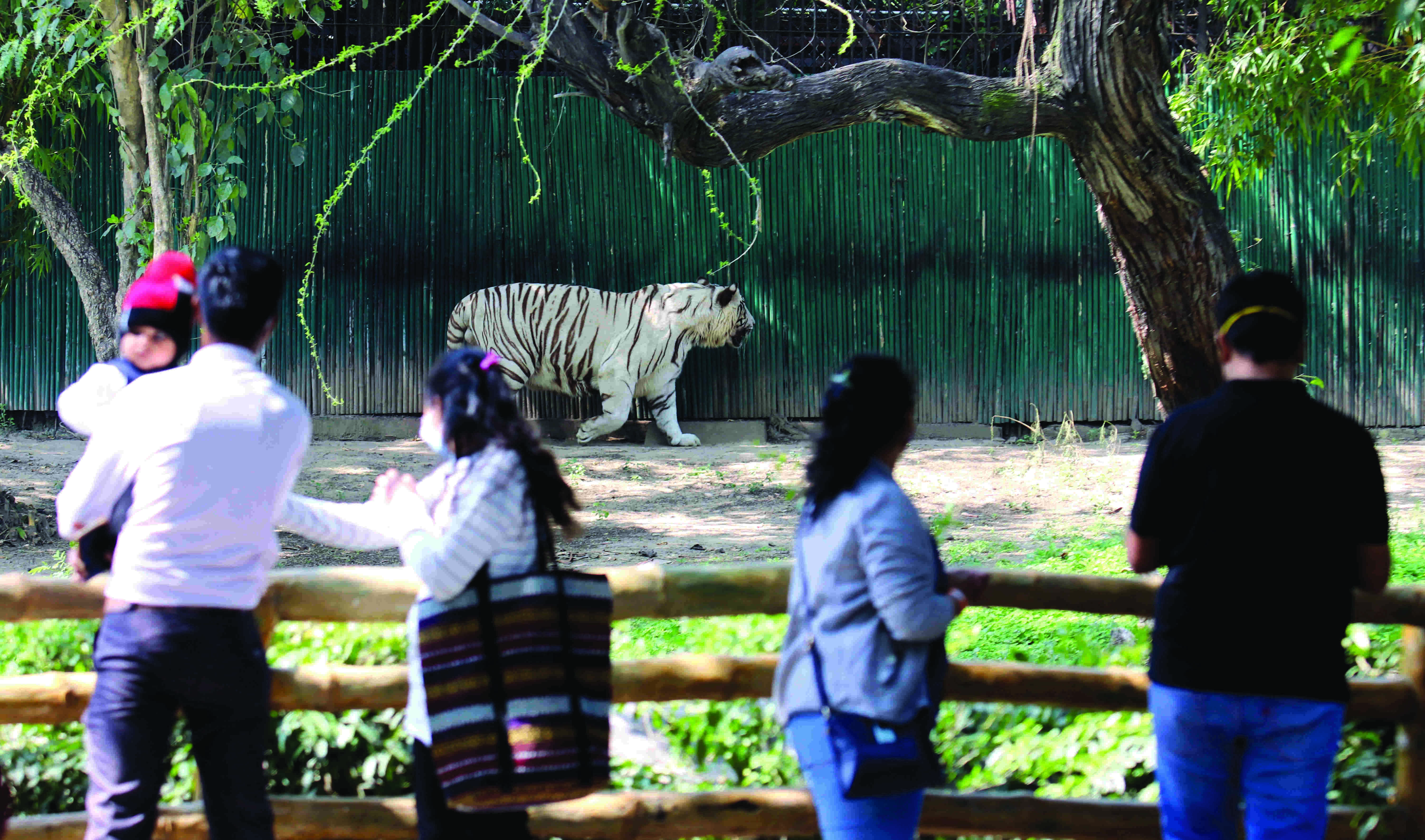7 big cats died at Delhi zoo in span of 2.5 yrs — most due to kidney failure 7 big cats died at Delhi zoo in span of 2.5 yrs — most due to kidney failure