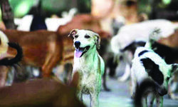 Delhi Police constable held for beating dog to death in Noida Delhi Police constable held for beating dog to death in Noida