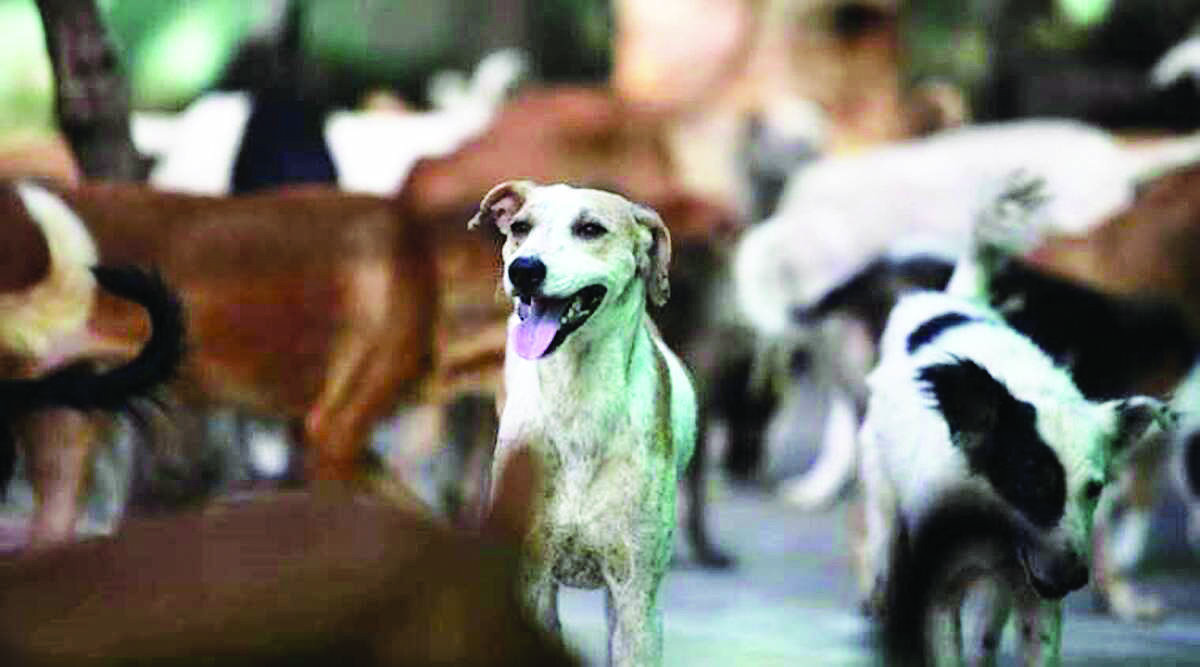 Delhi Police constable held for beating dog to death in Noida Delhi Police constable held for beating dog to death in Noida