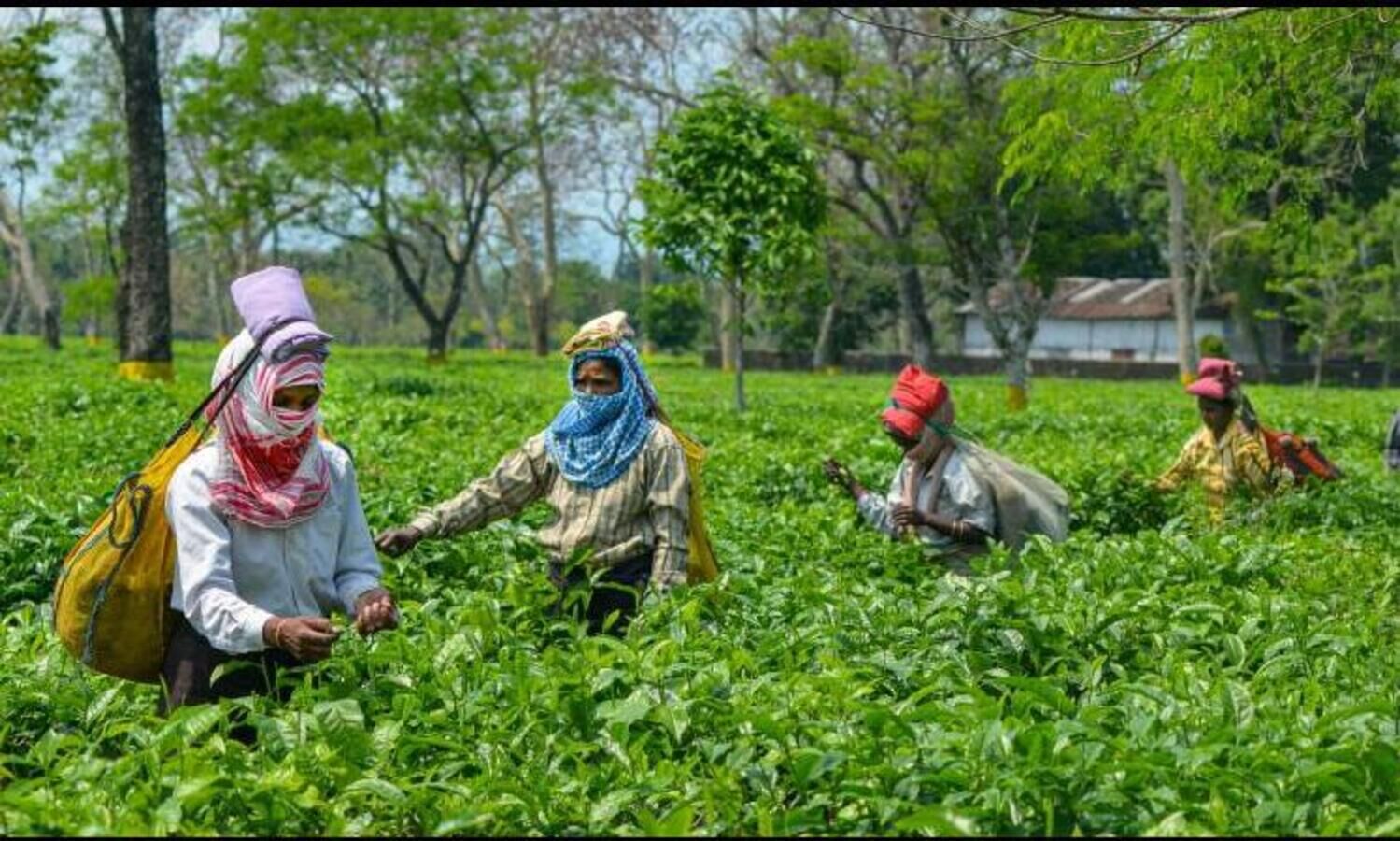 Tea industry seeks special financial package from Centre