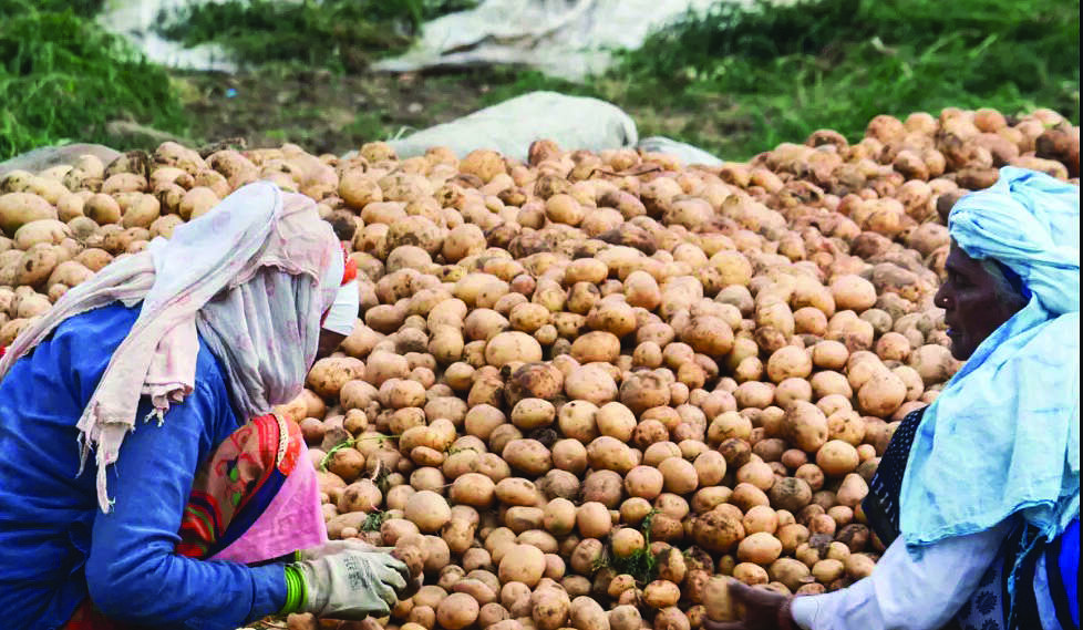 Bengal to completely reduce dependence on potato seeds from Punjab, says minister Bengal to completely reduce dependence on potato seeds from Punjab, says minister