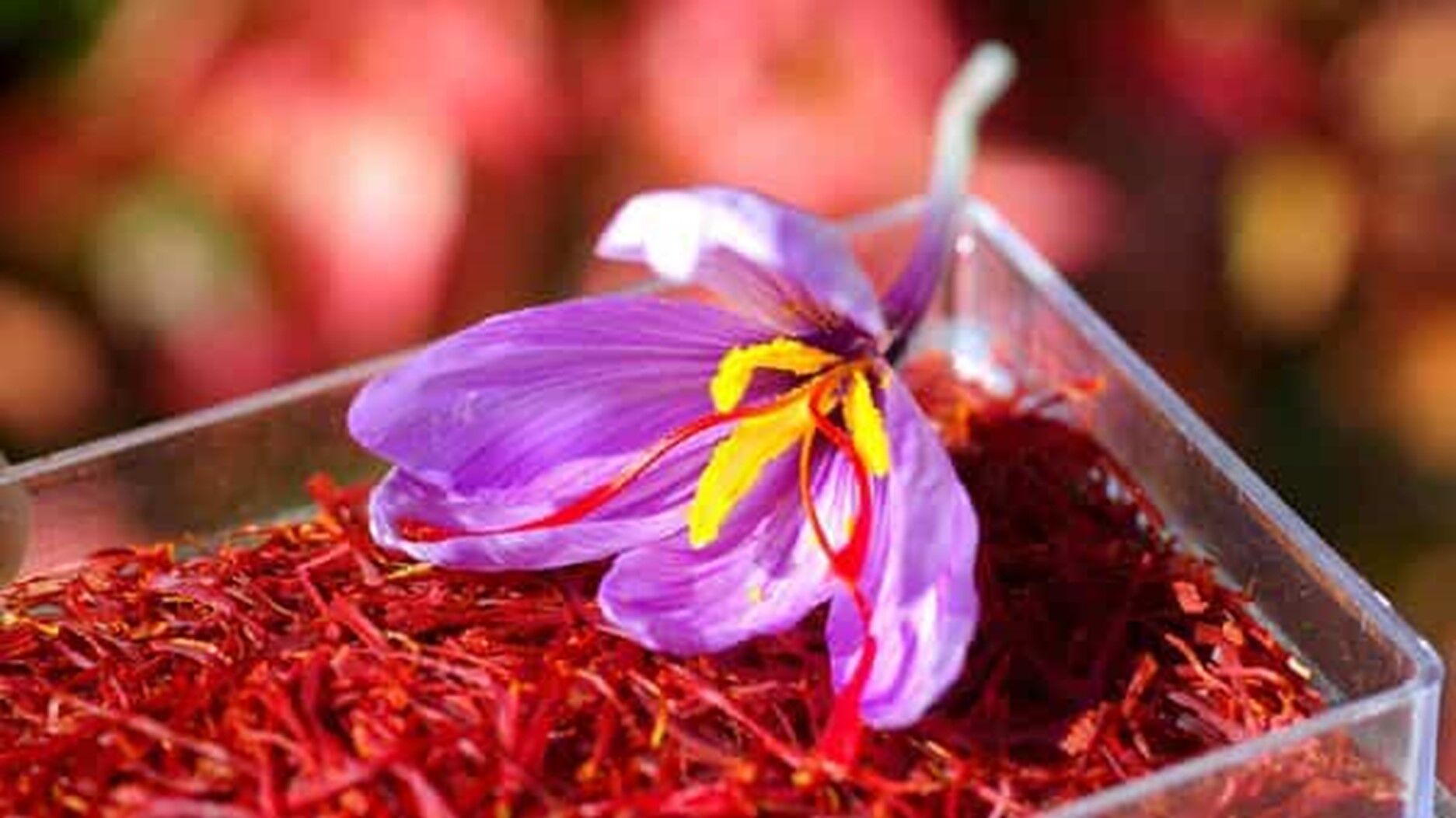 Kashmiri saffron: A deluxe spice