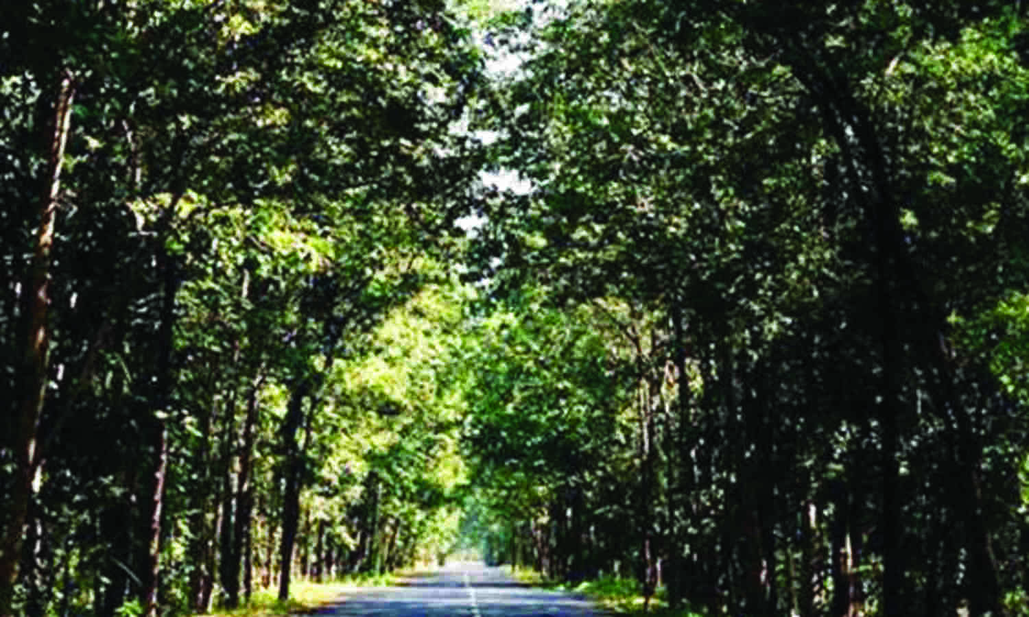 72-81% saplings planted b/w 2016 and 2019 have survived: Report