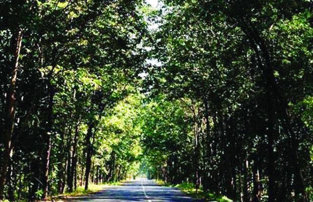 72-81% saplings planted b/w 2016 and 2019 have survived: Report 72-81% saplings planted b/w 2016 and 2019 have survived: Report