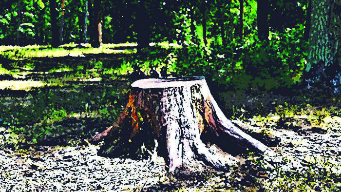 Over 30L trees cut in India for developmental projects in 2020-21, none in Delhi, says govt Over 30L trees cut in India for developmental projects in 2020-21, none in Delhi, says govt