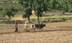 Breeding conflicts? Breeding conflicts?