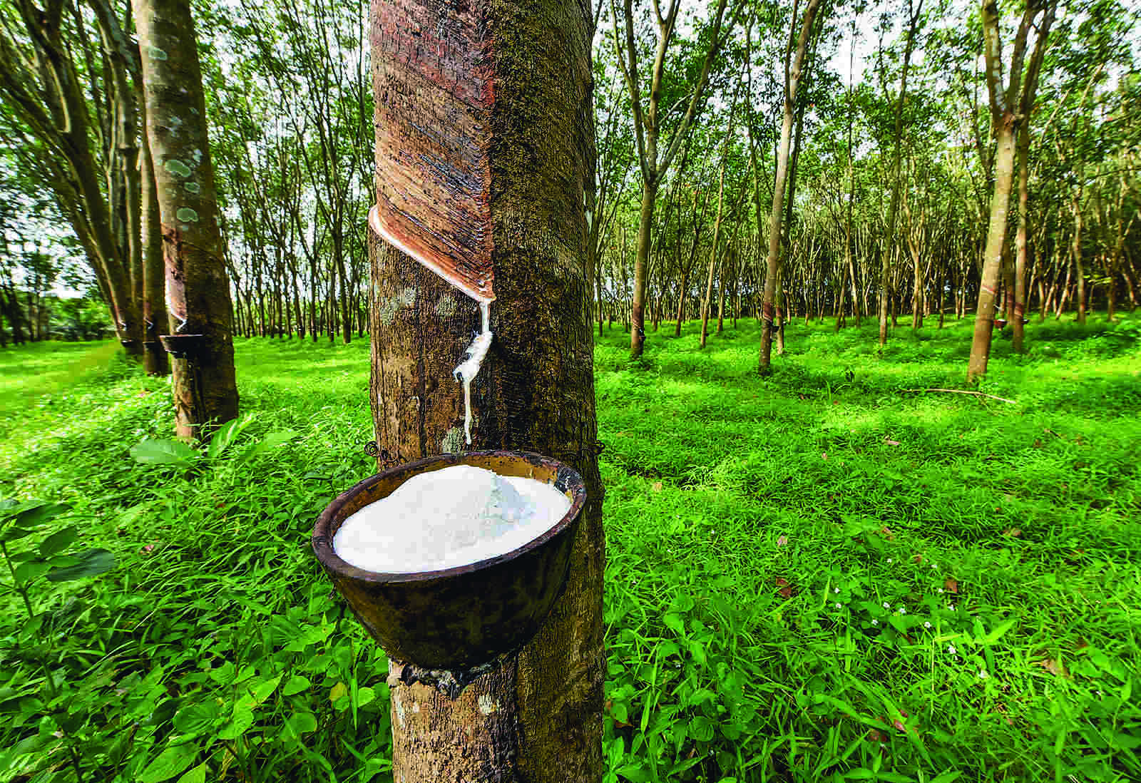 Draft rubber bill proposes steps like one-time registration to promote ease of doing business Draft rubber bill proposes steps like one-time registration to promote ease of doing business