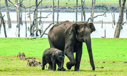 63% downfall in deaths of tuskers on railway tracks in three years 63% downfall in deaths of tuskers on railway tracks in three years