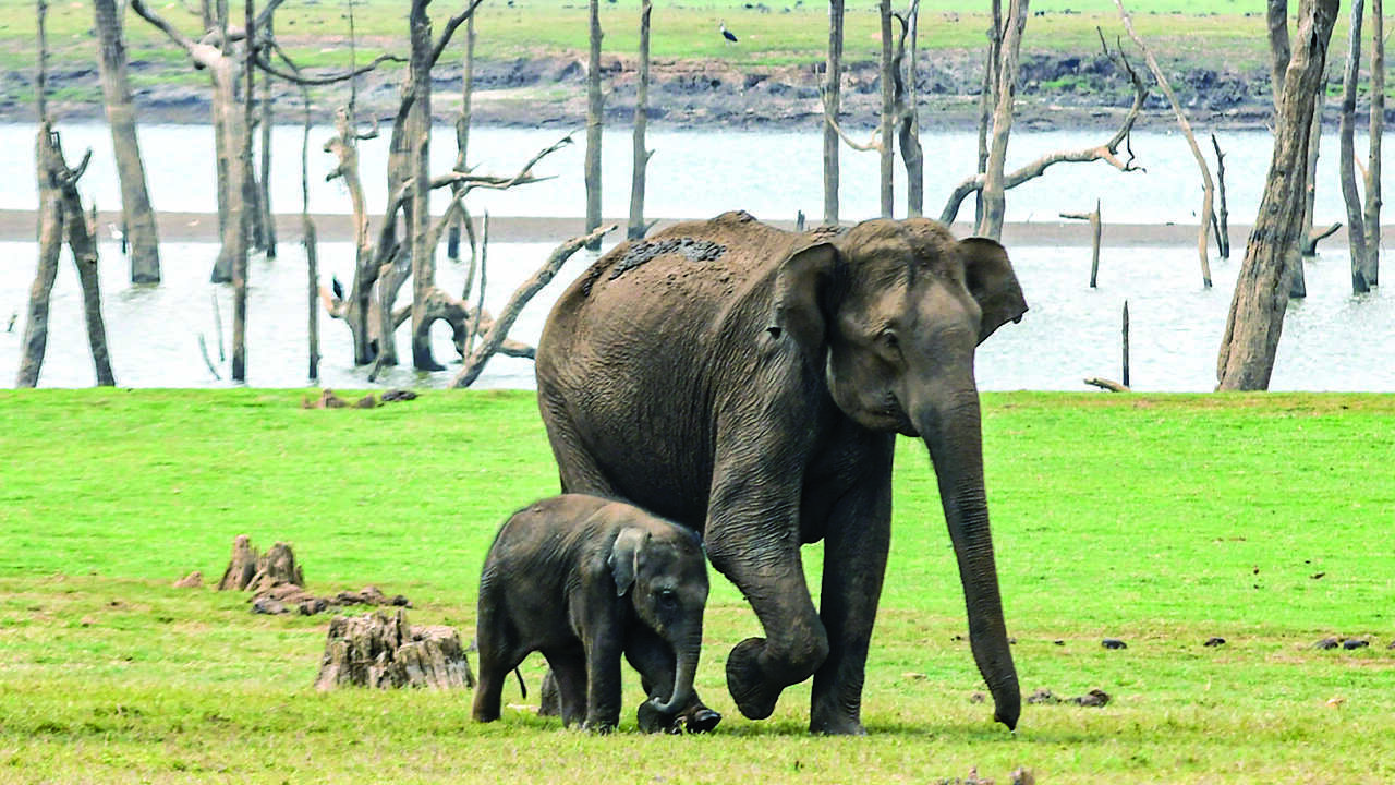63% downfall in deaths of tuskers on railway tracks in three years 63% downfall in deaths of tuskers on railway tracks in three years