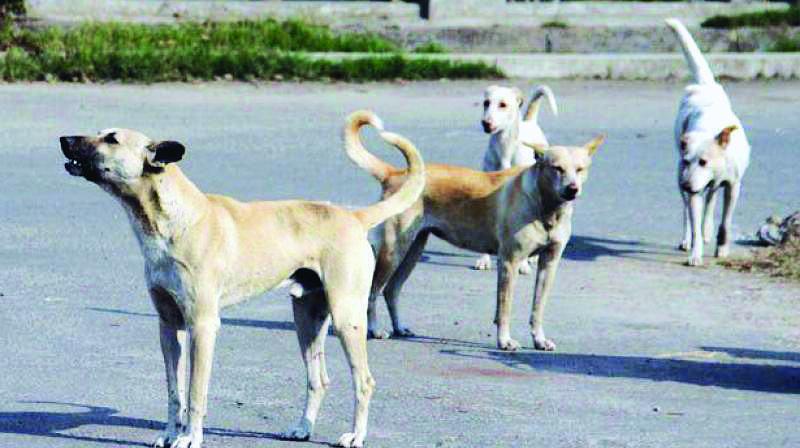 KMC to sanitise Dhapa dog compound KMC to sanitise Dhapa dog compound