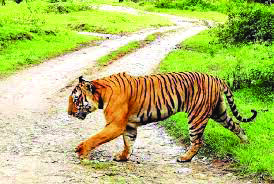 To curb man-tiger conflict: Plans on to install steel wool fence in Sunderbans To curb man-tiger conflict: Plans on to install steel wool fence in Sunderbans