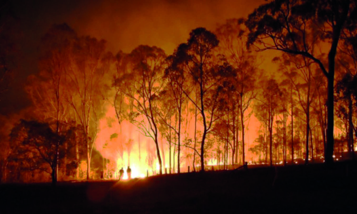 Over 30 per cent Indian districts vulnerable to extreme forest fires