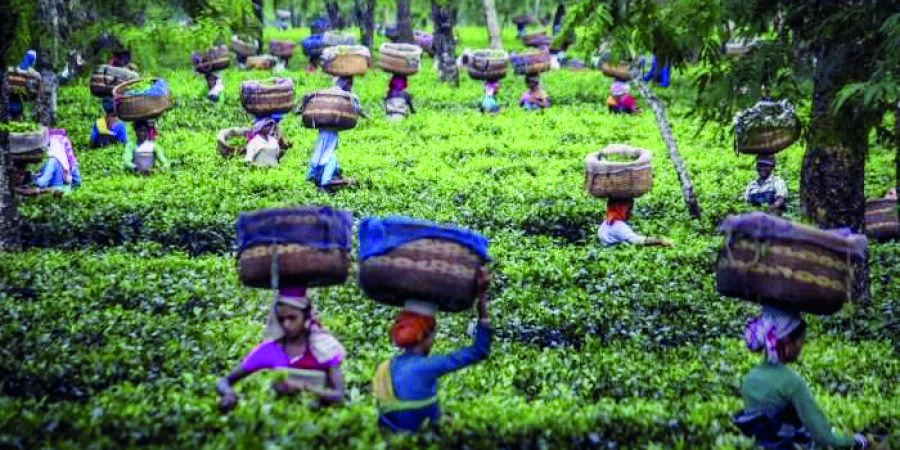 Hills: Operations at Orange Valley Tea Estate resume, Kanchenview to reopen from April 15 Hills: Operations at Orange Valley Tea Estate resume, Kanchenview to reopen from April 15
