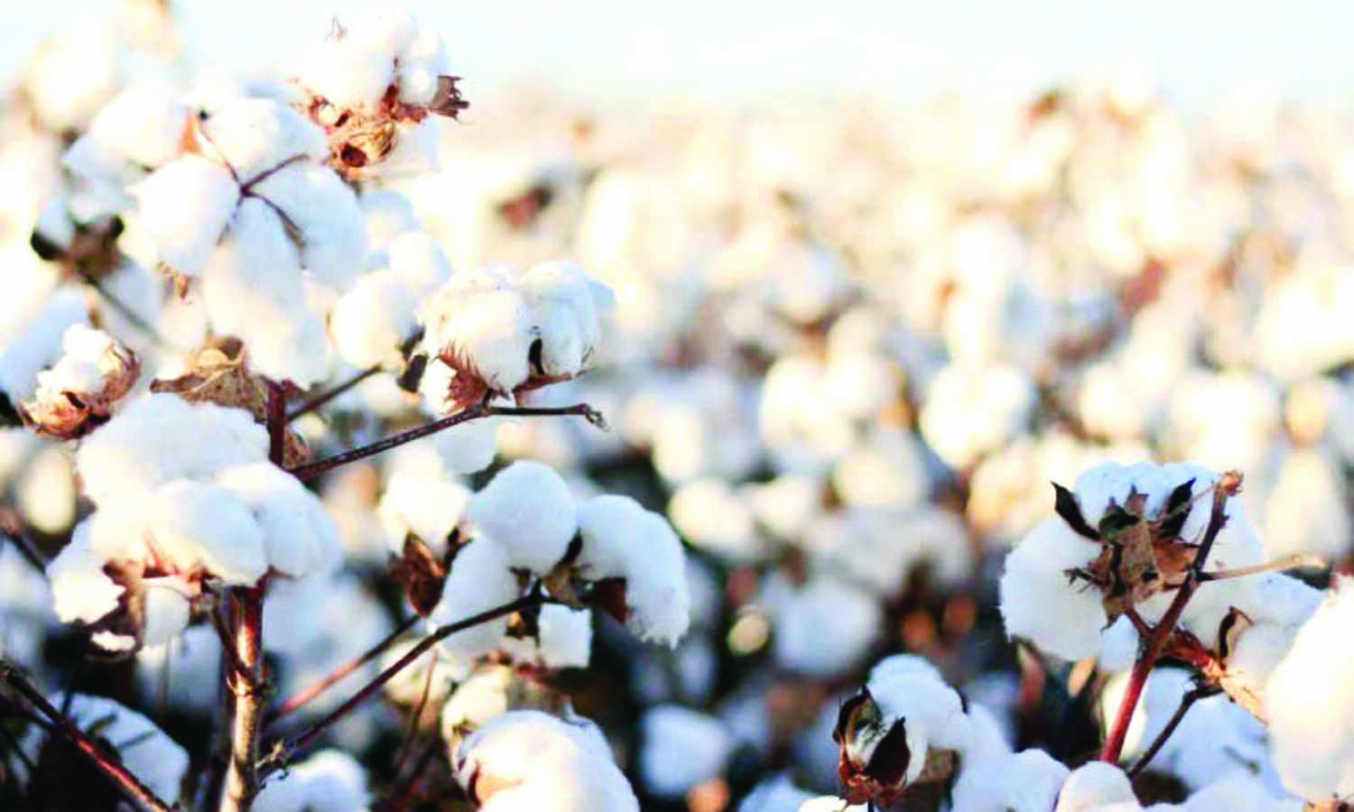 CAI lowers cotton crop estimate to 335.13 lakh bales for 2021-22 season