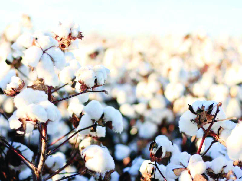 CAI lowers cotton crop estimate to 335.13 lakh bales for 2021-22 season CAI lowers cotton crop estimate to 335.13 lakh bales for 2021-22 season