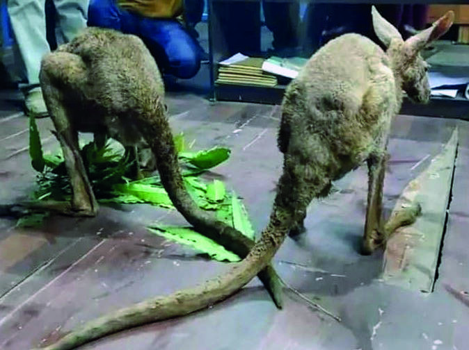 Rescued kangaroo succumbs while undergoing treatment at Bengal Safari Park in Siliguri Rescued kangaroo succumbs while undergoing treatment at Bengal Safari Park in Siliguri