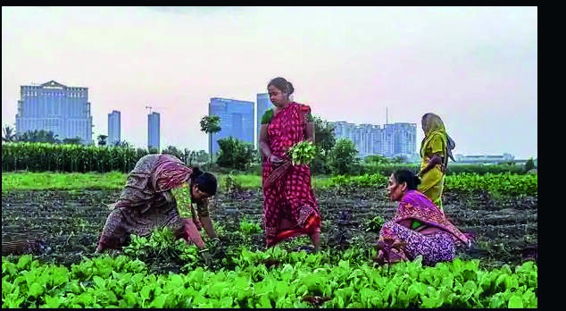 Matir Shristi scheme: Vegetables grow in barren lands in Purulia Matir Shristi scheme: Vegetables grow in barren lands in Purulia