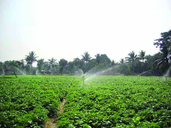 State adopts plug & play model to promote modern horticulture among farmers State adopts plug & play model to promote modern horticulture among farmers