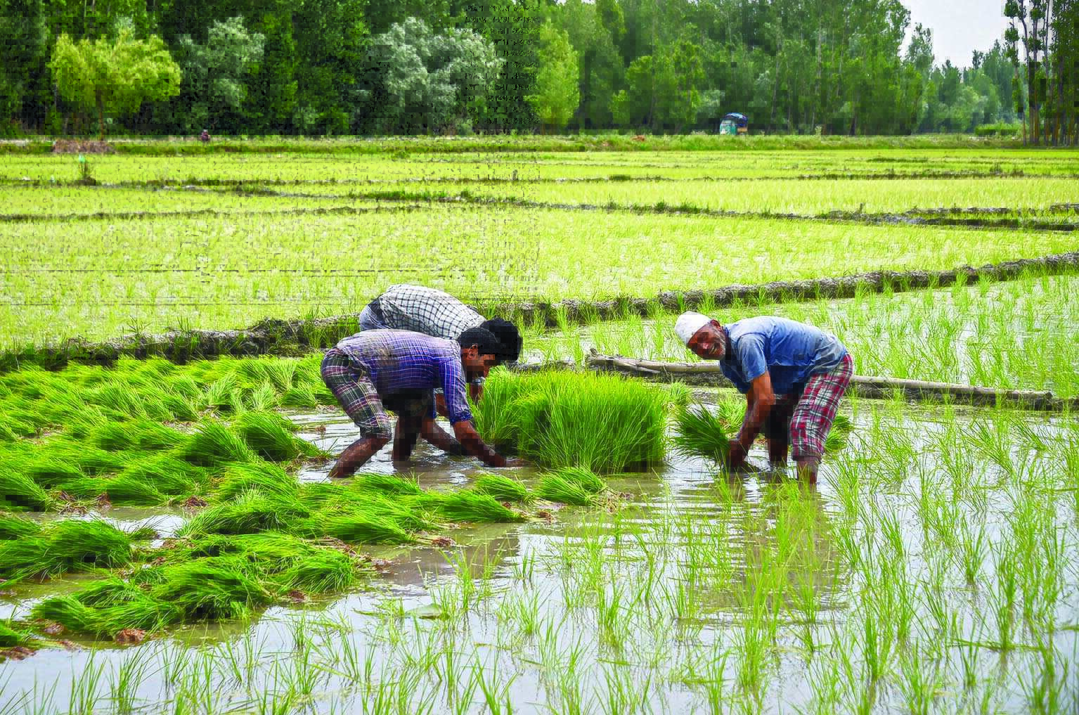 Centre procuring less paddy from Bengal compared to other states Centre procuring less paddy from Bengal compared to other states
