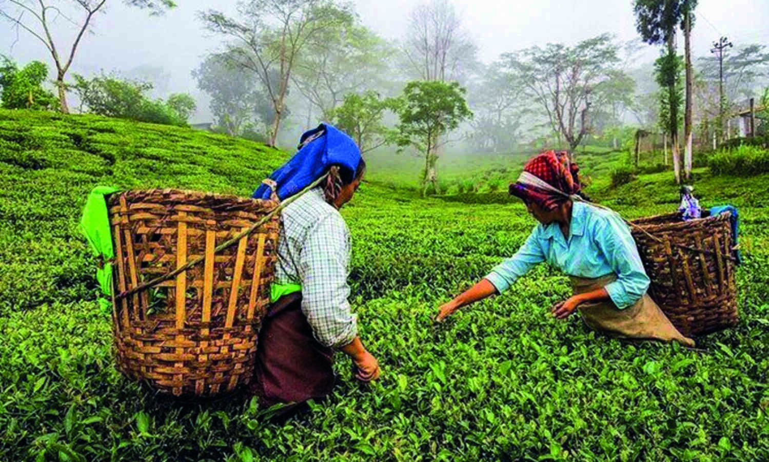 Draft tea bill proposes to remove licenses, archaic provisions