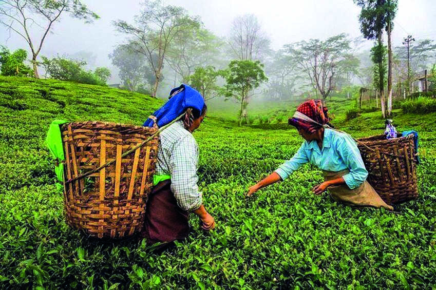 Draft tea bill proposes to remove licenses, archaic provisions