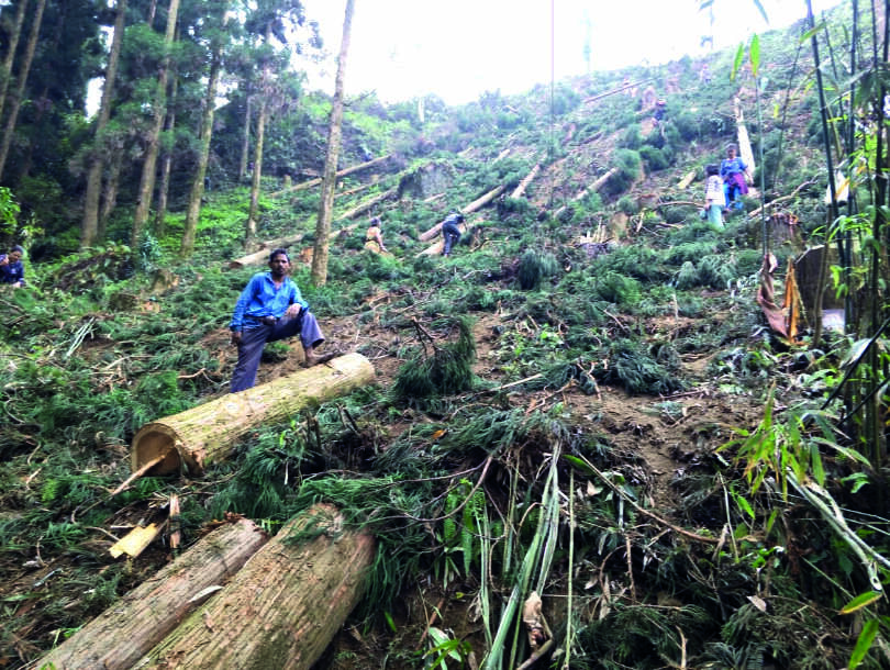 District Magistrate orders inquiry; committee to probe felling of trees in tea garden District Magistrate orders inquiry; committee to probe felling of trees in tea garden