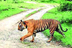Steps taken for conducting genetic profiling of tigers in state zoos Steps taken for conducting genetic profiling of tigers in state zoos