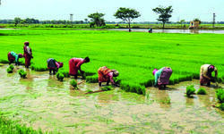 Fertiliser shortage may hit kharif crop sowing