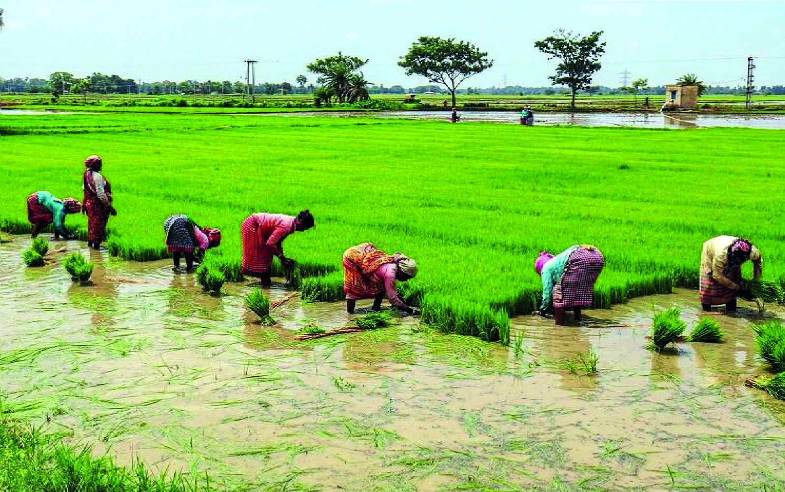 Fertiliser shortage may hit kharif crop sowing
