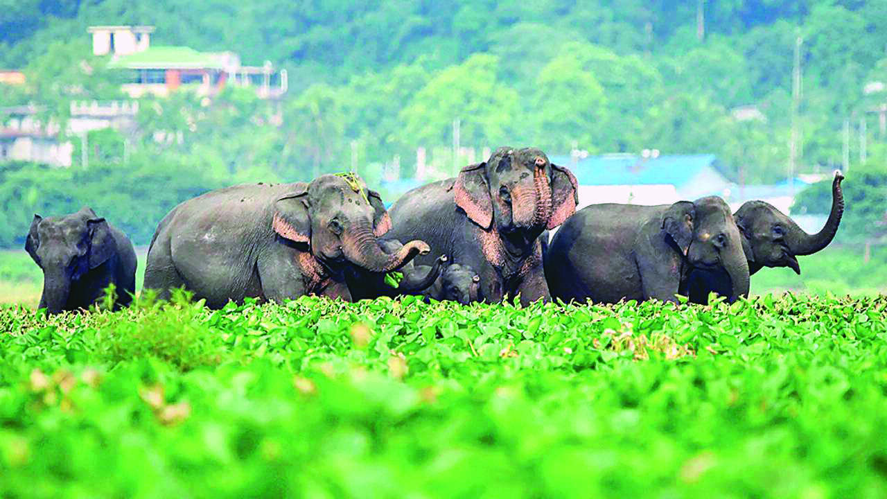 Despite Rlys Plan Bee, elephants continue to die on rail tracks; 48 killed since 2019 Despite Rlys Plan Bee, elephants continue to die on rail tracks; 48 killed since 2019